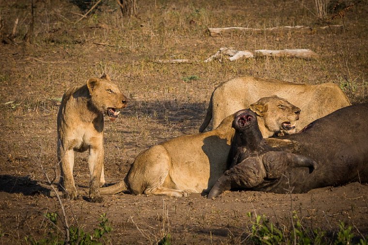 072 Kruger National Park, leeuwen met buffel.jpg